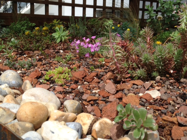 Jules Darker’s bin store sedum garden