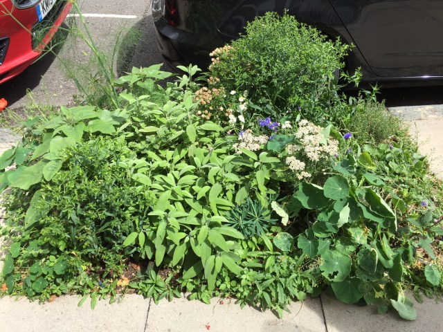 Yasmin Shaoul Treepit